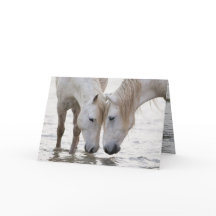 En el agua de la tarjeta de felicitación de caball