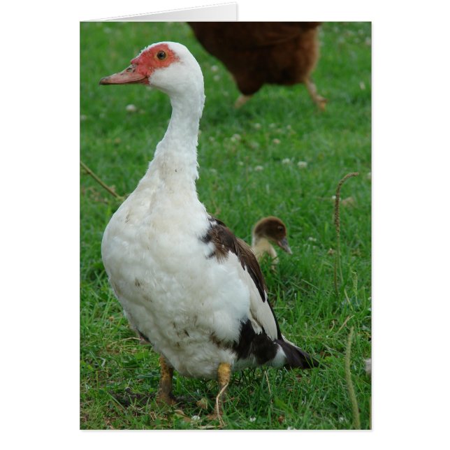 En el atolladero de búsqueda todas las ocasiones (Frente)