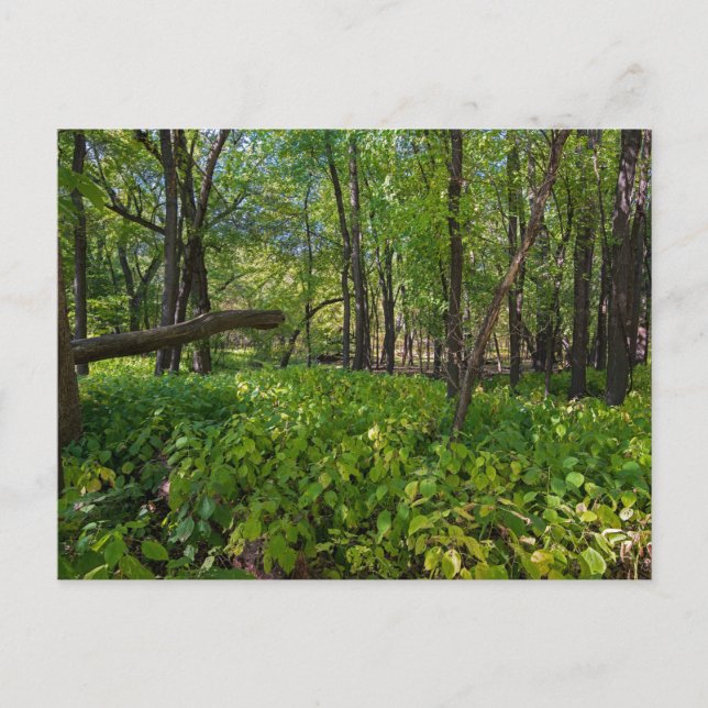 en el bosque de fuerte snelling State park postal (Anverso)