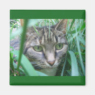 En el imán del gato de la caza