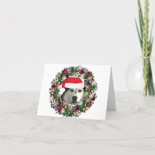 En el navidad - Malamute de Alaska