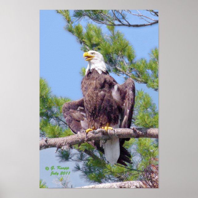 En el pino más alto - poster o impresión (Frente)