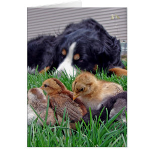 En el trabajo de Bernese Mountain Dog Gaurds Baby