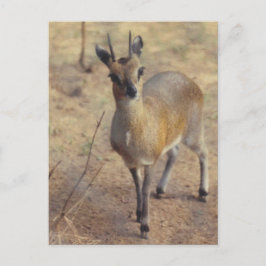 En el Zoológico - Tarjeta Postal