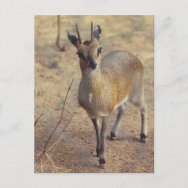 En el Zoológico - Tarjeta Postal (Anverso)