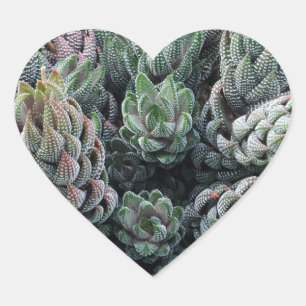 En Forma De Corazón Cactus Heart Pegatina