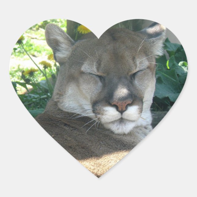 En Forma De Corazón Cougar Pegatina (Anverso)