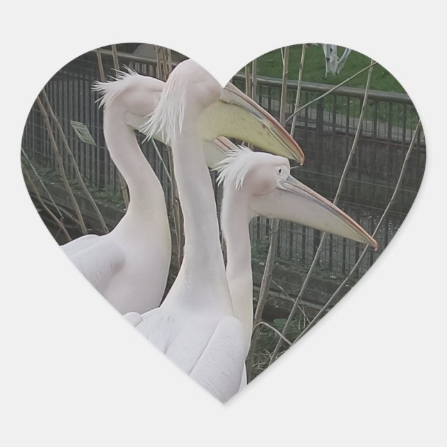En Forma De Corazón Herons Heart Pegatina (Anverso)