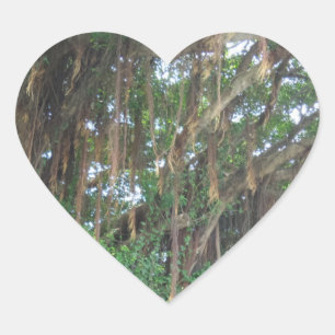 En Forma De Corazón Mangrov Trees Heart Pegatina