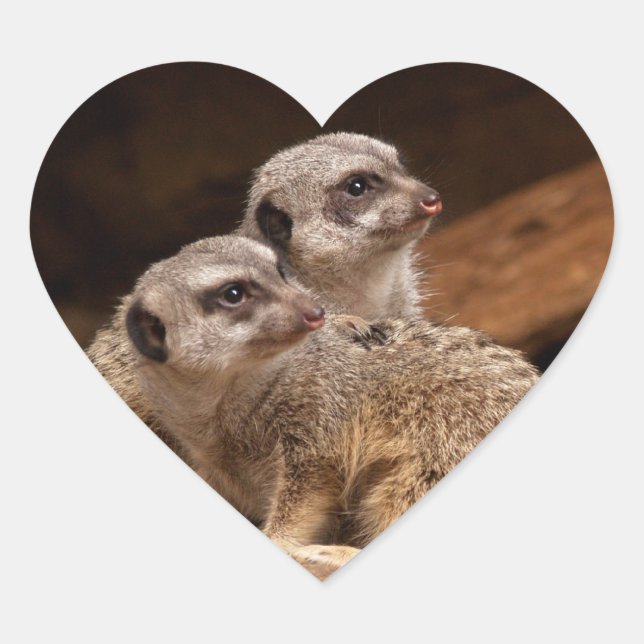 En Forma De Corazón Meerkat Heart Pegatina (Anverso)