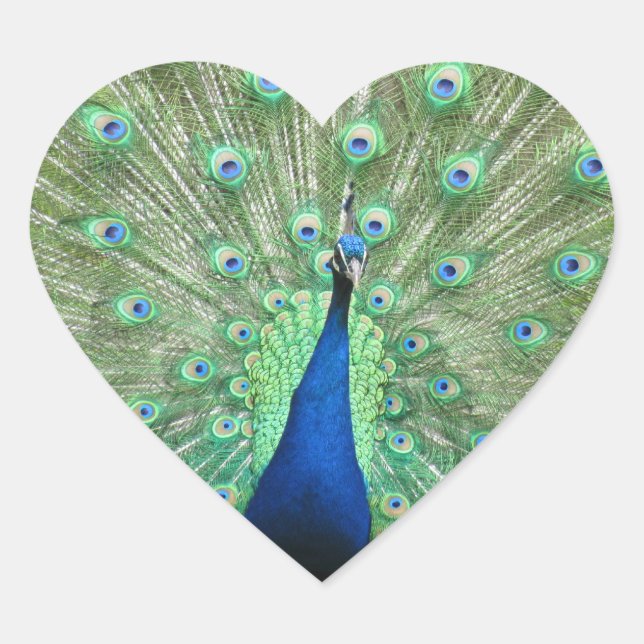 En Forma De Corazón Pegatina (hrt) - Peacock (Anverso)