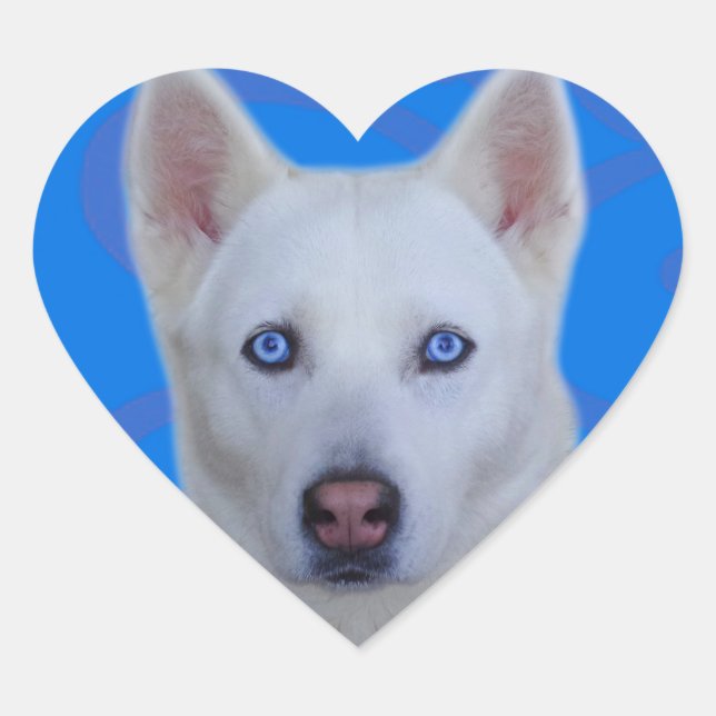 En Forma De Corazón Pegatina Husky Siberiano Blanco (fondo azul) (Anverso)