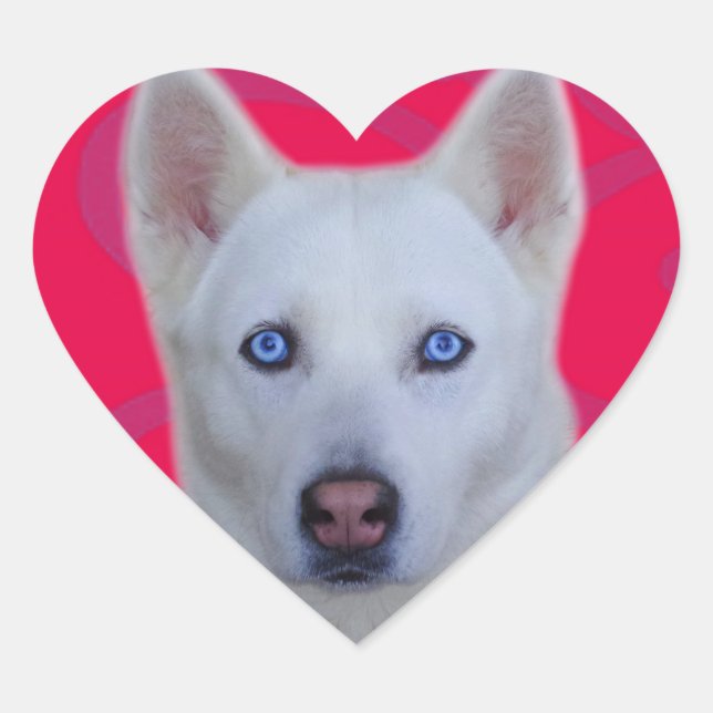 En Forma De Corazón Pegatina Husky Siberiano Blanco (fondo rosado) (Anverso)