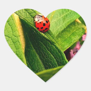 En Forma De Corazón Pegatina Ladybird