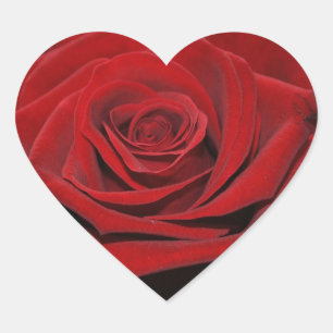 En Forma De Corazón Rosa roja - Herzförmige pegatina