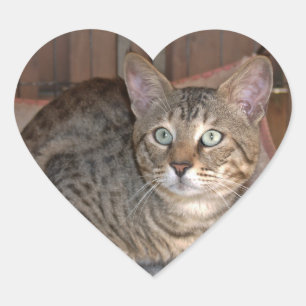 En Forma De Corazón Savannah Cat Heart Pegatina