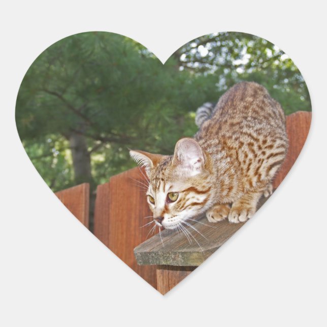 En Forma De Corazón Savannah Cat Heart Pegatina (Anverso)
