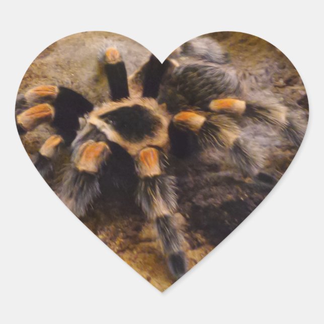 En Forma De Corazón Tarantula Heart Pegatina (Anverso)