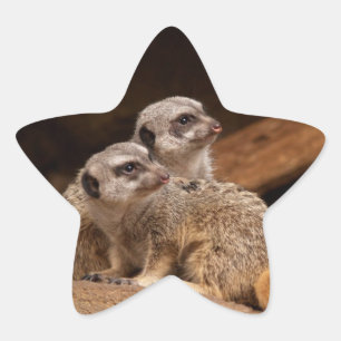 En Forma De Estrella Meerkat Star Pegatina