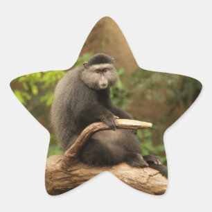 En Forma De Estrella Monkey Star Pegatina