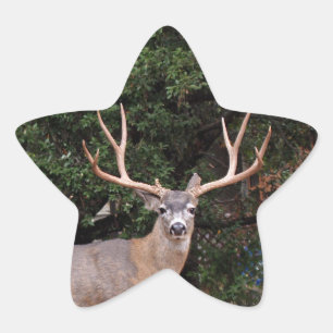 En Forma De Estrella Pegatina Deer Star