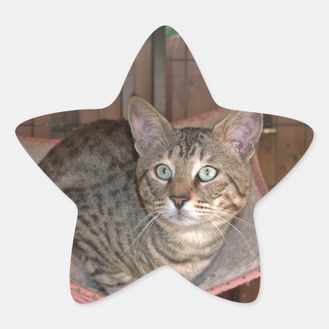 En Forma De Estrella Savannah Cat Star Pegatina (Anverso)