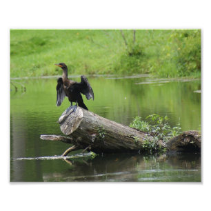 En la impresión fotográfica Wild 10 x 8