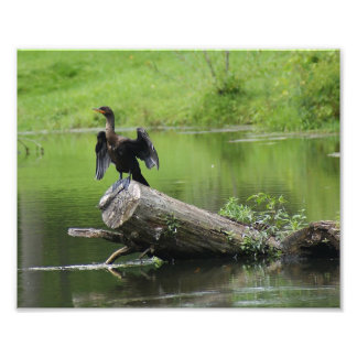 En la impresión fotográfica Wild 10 x 8