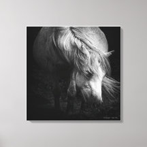 En la luz - Dartmoor Pony, arte fino
