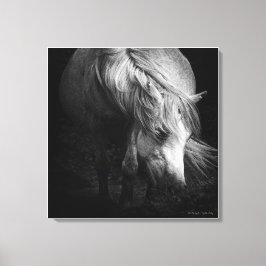 En la luz - Dartmoor Pony, arte fino
