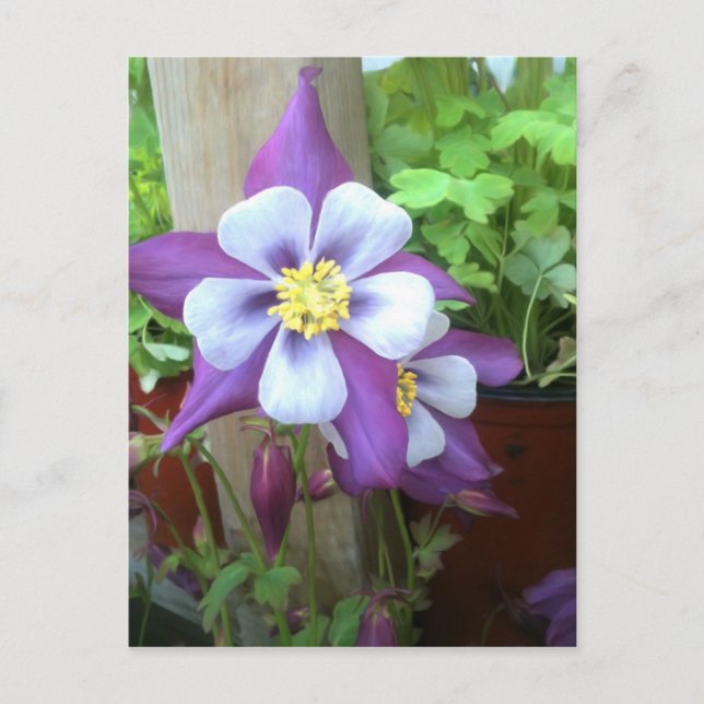 En la postal (Anverso)