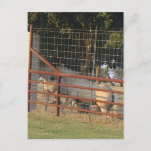 En la postal de rango