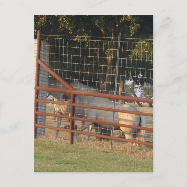 En la postal de rango (Anverso)