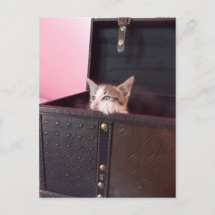 en la postal del gatito del maletero