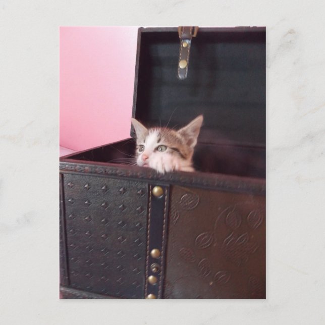 en la postal del gatito del maletero (Anverso)