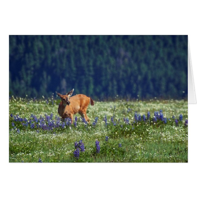 En la pradera (Anverso (Horizontal))