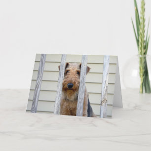 En la tarjeta de la caseta de perro