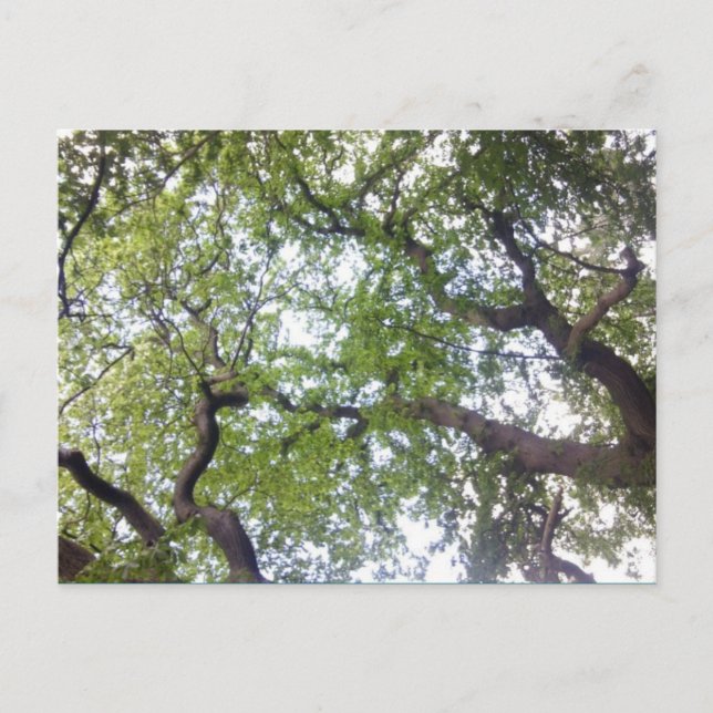 En la tarjeta postal de fotos del árbol del cañón (Anverso)