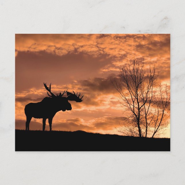 en la tarjeta postal de Sunset (Anverso)