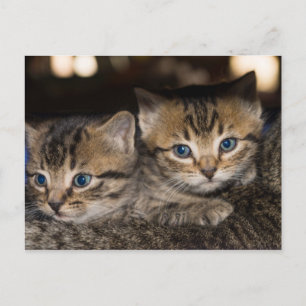 En la tarjeta postal trasera de mamá