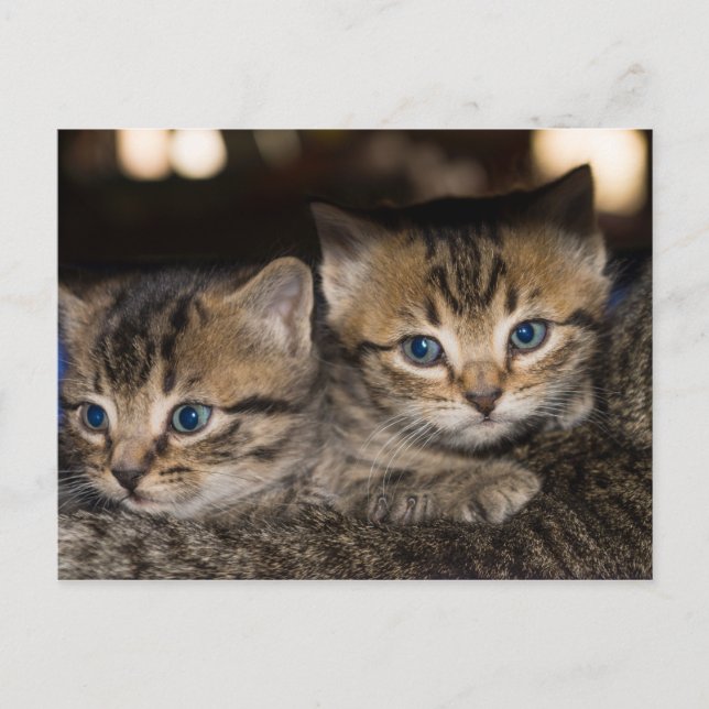 En la tarjeta postal trasera de mamá (Anverso)