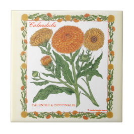 En la teja del Calendula del ~ del jardín