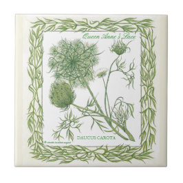 En la teja del cordón de la reina Anne del ~ del