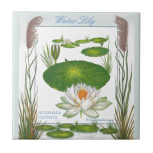 En la teja del lirio de agua del ~ del jardín