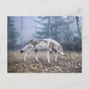 En las postales de la Prowl