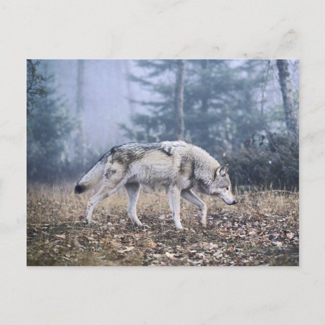 En las postales de la Prowl (Anverso)