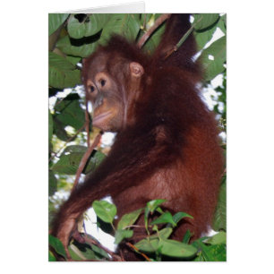 En lo salvaje: Orangutan