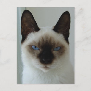 En memoria de la postal Mushu