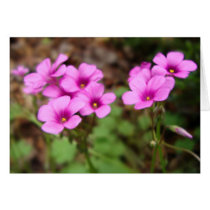 En mi tarjeta de paso