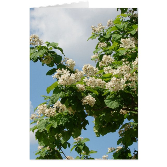 En pleno auge (Frente)